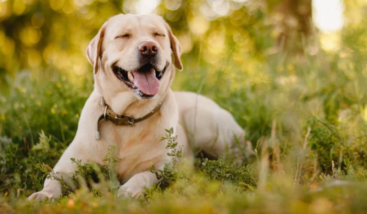 Why Consider CBD Dog Treats as a Holistic Approach to Canine Well-Being?