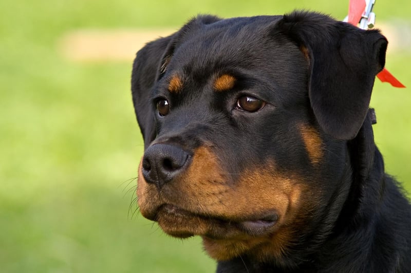 are dogs hard to take care of