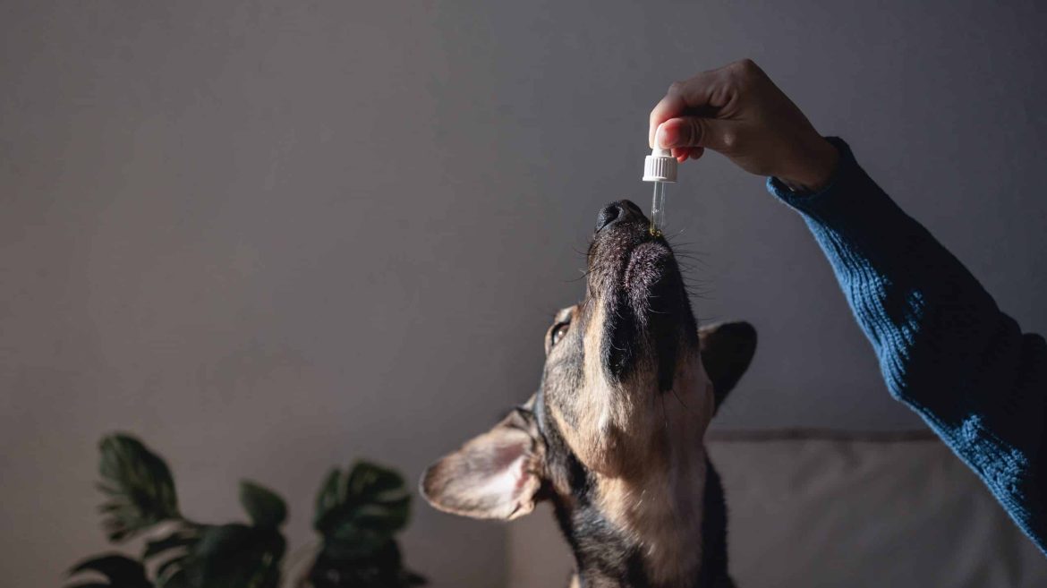Enhancing Pet Health: The Benefits of Dietary Supplements for Your Furry Companion